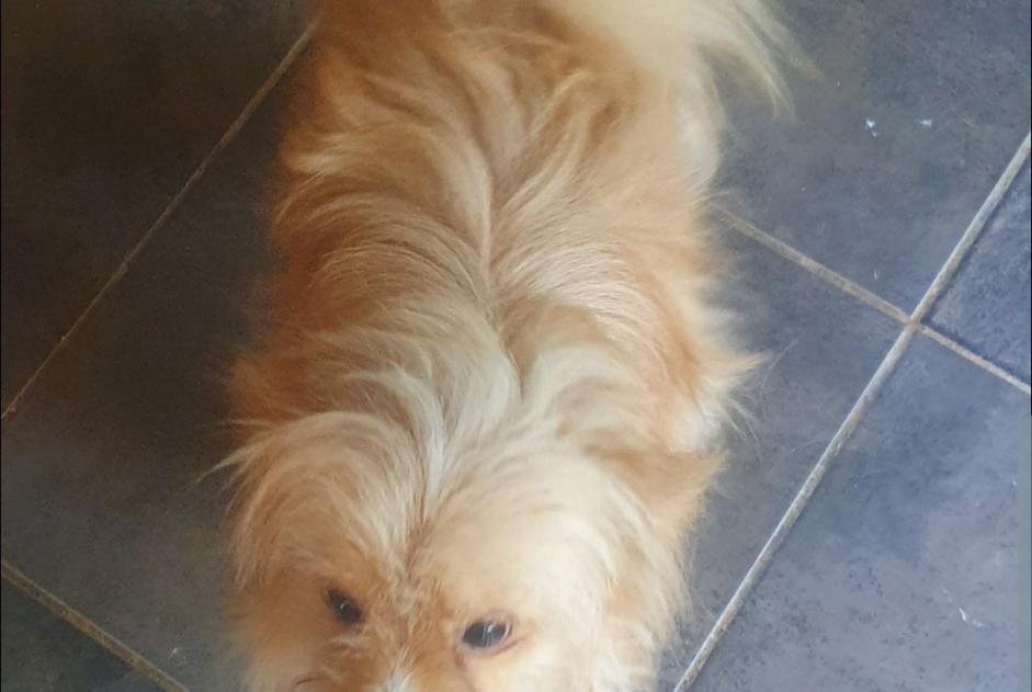 Disappearance alert Dog miscegenation Male , 2 years Petit-Bourg France